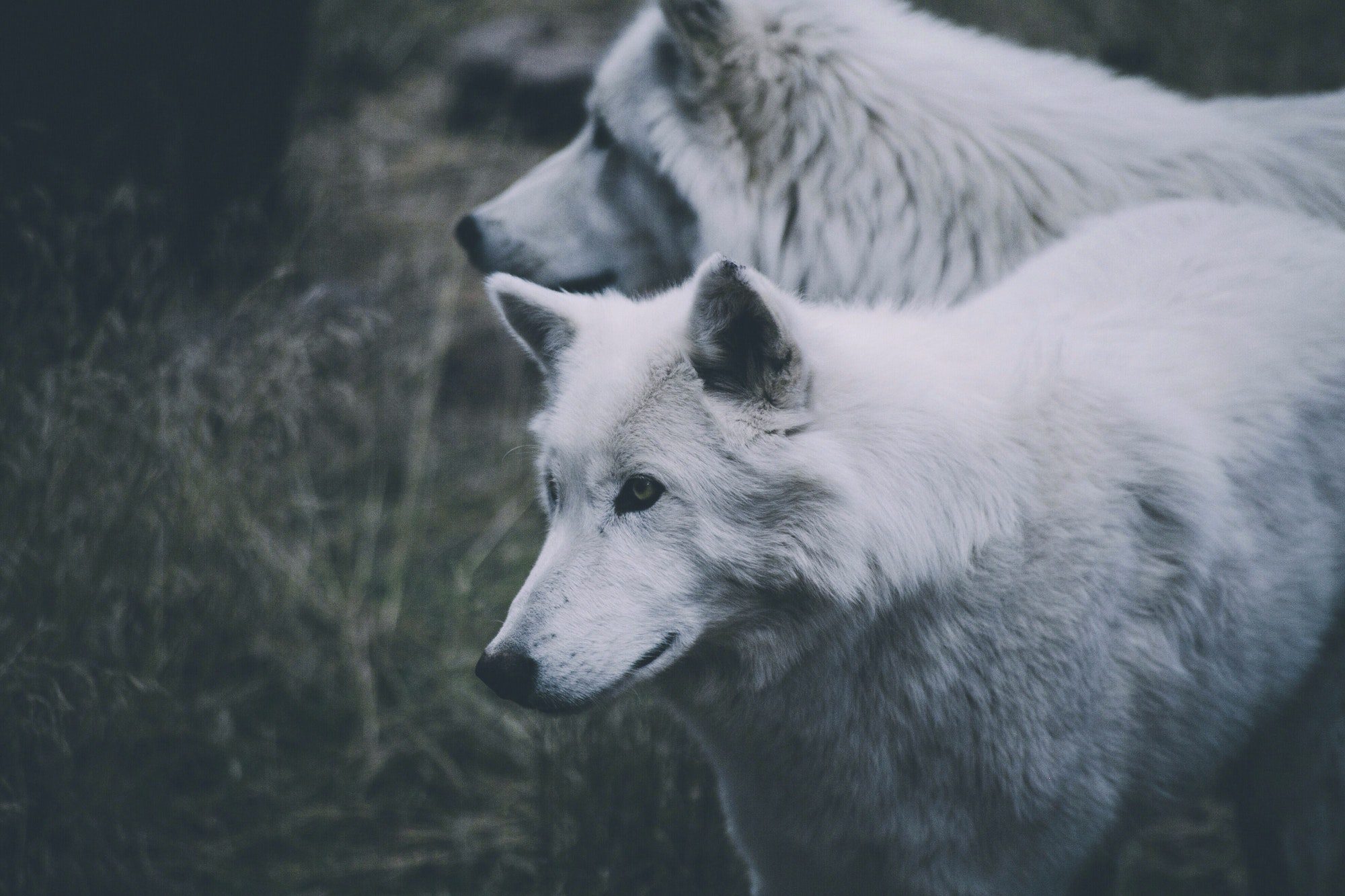 Arctic wolves